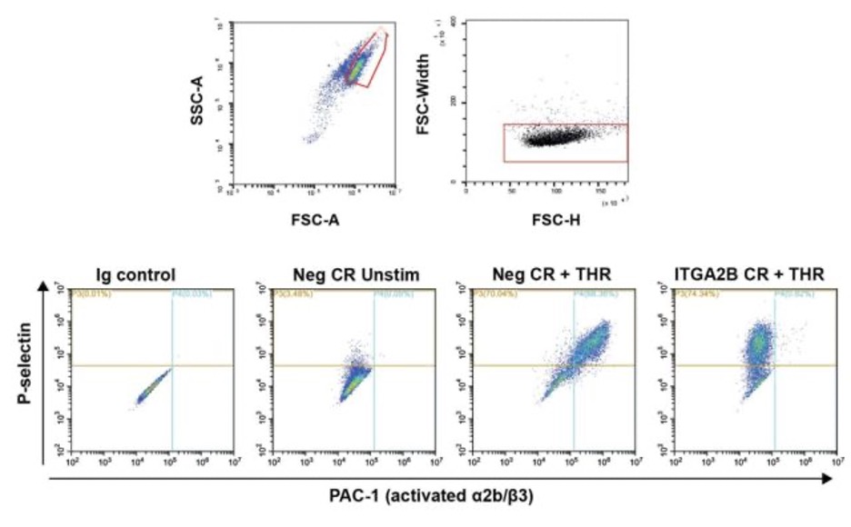 last Megakaryocyte phenotypic and platelet function assays